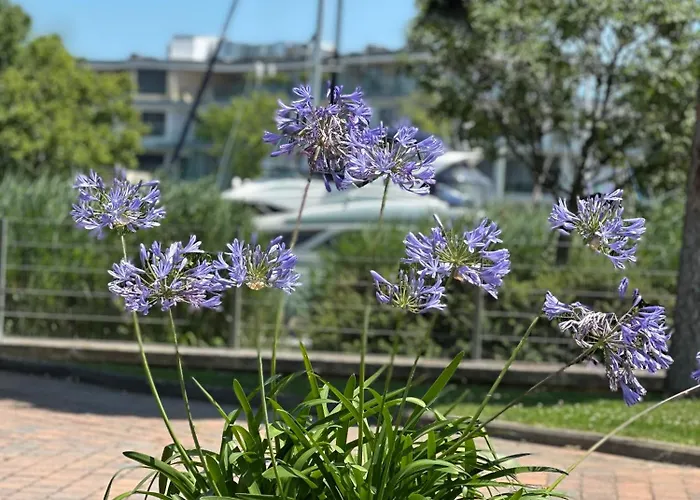 Remora Balatonszárszó